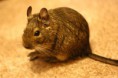 Osmák degu